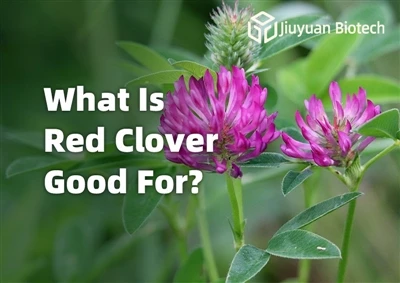 Dab tsi yog liab clover zoo rau?